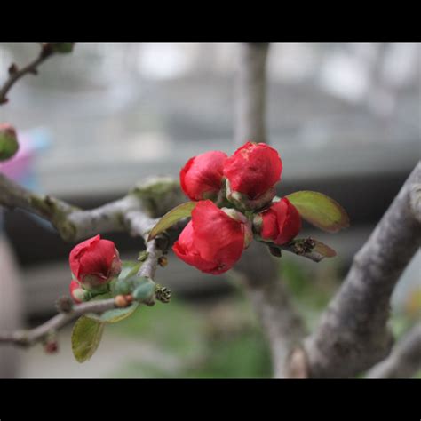 海棠花風水|【家種海棠花風水禁忌】海棠花的風水作用禁忌 